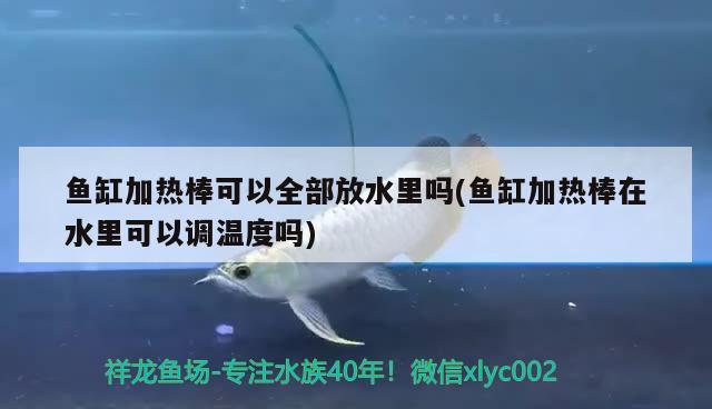 魚缸加熱棒可以全部放水里嗎(魚缸加熱棒在水里可以調(diào)溫度嗎) 藍底過背金龍魚