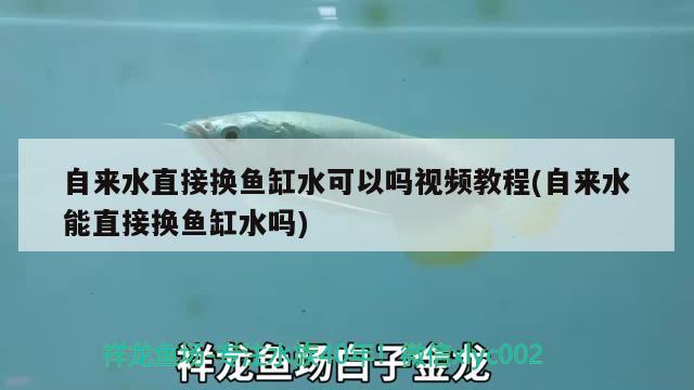 自來(lái)水直接換魚(yú)缸水可以嗎視頻教程(自來(lái)水能直接換魚(yú)缸水嗎)