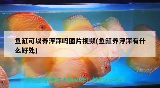 魚缸可以養(yǎng)浮萍嗎圖片視頻(魚缸養(yǎng)浮萍有什么好處) 溫控設備