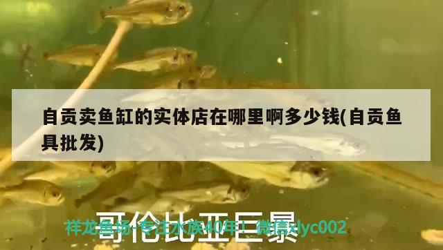 自貢賣魚缸的實體店在哪里啊多少錢(自貢魚具批發(fā))