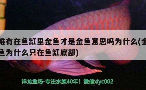 唯有在魚缸里金魚才是金魚意思嗎為什么(金魚為什么只在魚缸底部) 成吉思汗鯊（球鯊）魚