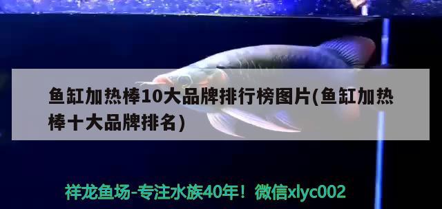 魚缸加熱棒10大品牌排行榜圖片(魚缸加熱棒十大品牌排名)