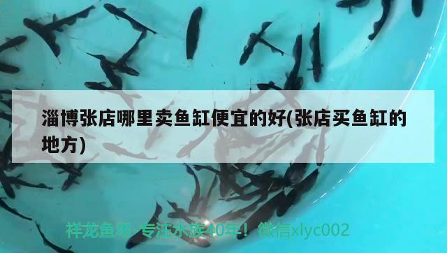 淄博張店哪里賣魚缸便宜的好(張店買魚缸的地方)