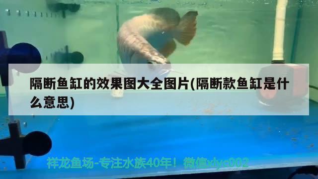 隔斷魚缸的效果圖大全圖片(隔斷款魚缸是什么意思)