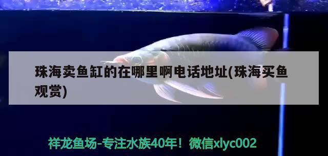 珠海賣魚缸的在哪里啊電話地址(珠海買魚觀賞) 白子關刀魚