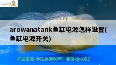 arowanatank魚缸電源怎樣設置(魚缸電源開關)