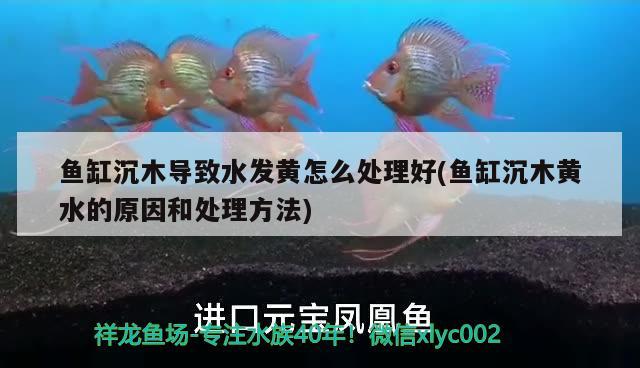 魚缸沉木導(dǎo)致水發(fā)黃怎么處理好(魚缸沉木黃水的原因和處理方法)