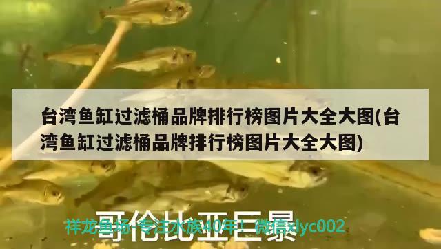 臺(tái)灣魚(yú)缸過(guò)濾桶品牌排行榜圖片大全大圖(臺(tái)灣魚(yú)缸過(guò)濾桶品牌排行榜圖片大全大圖)