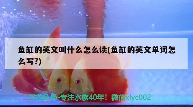 魚缸的英文叫什么怎么讀(魚缸的英文單詞怎么寫?) 稀有金龍魚