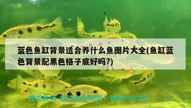 藍(lán)色魚缸背景適合養(yǎng)什么魚圖片大全(魚缸藍(lán)色背景配黑色格子底好嗎?)