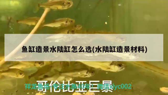 魚缸造景水陸缸怎么選(水陸缸造景材料)