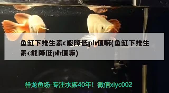 魚缸下維生素c能降低ph值嘛(魚缸下維生素c能降低ph值嘛)