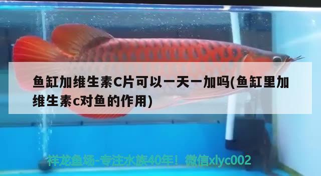 魚缸加維生素C片可以一天一加嗎(魚缸里加維生素c對魚的作用)