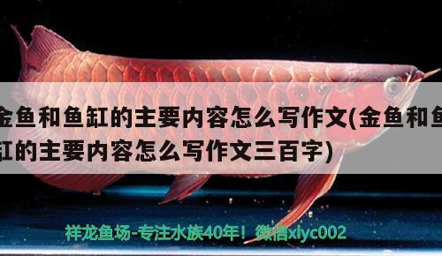 金魚和魚缸的主要內(nèi)容怎么寫作文(金魚和魚缸的主要內(nèi)容怎么寫作文三百字) 哥倫比亞巨暴魚苗