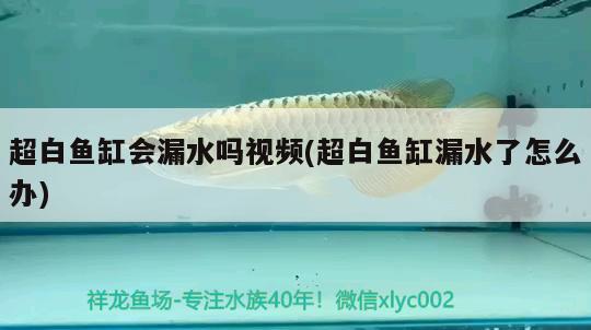 超白魚缸會漏水嗎視頻(超白魚缸漏水了怎么辦) 黑水素