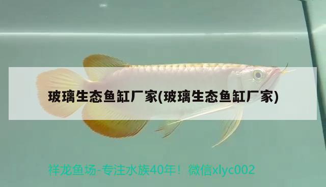 玻璃生態(tài)魚(yú)缸廠家(玻璃生態(tài)魚(yú)缸廠家)