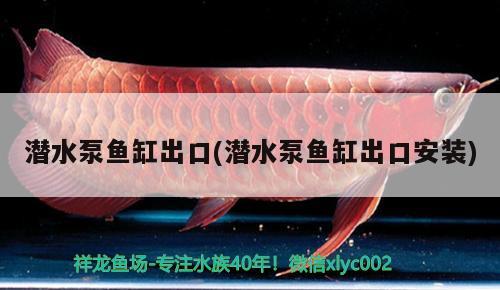 潛水泵魚(yú)缸出口(潛水泵魚(yú)缸出口安裝) 綠皮皇冠豹魚(yú)