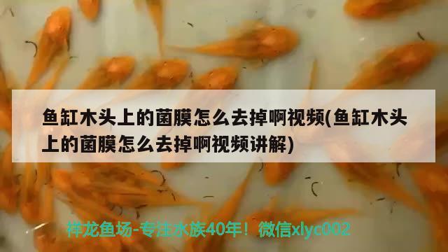 魚缸木頭上的菌膜怎么去掉啊視頻(魚缸木頭上的菌膜怎么去掉啊視頻講解)