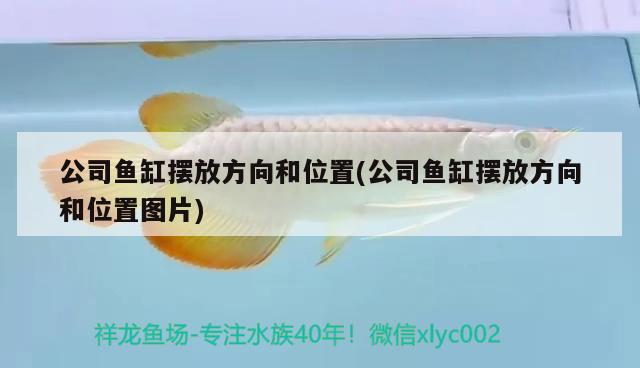 公司魚缸擺放方向和位置(公司魚缸擺放方向和位置圖片)