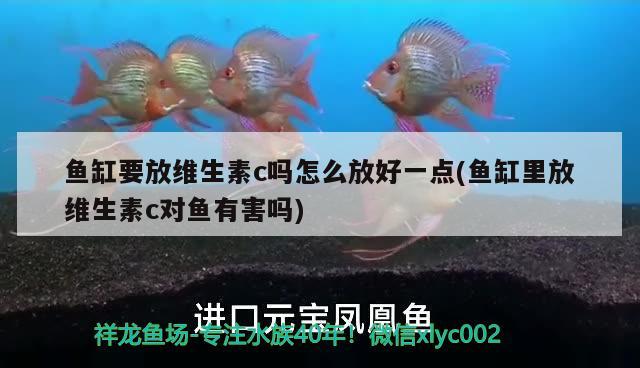 魚(yú)缸要放維生素c嗎怎么放好一點(diǎn)(魚(yú)缸里放維生素c對(duì)魚(yú)有害嗎)