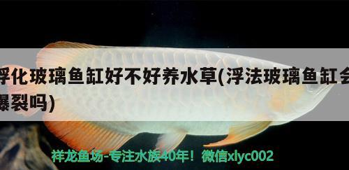 浮化玻璃魚缸好不好養(yǎng)水草(浮法玻璃魚缸會爆裂嗎)