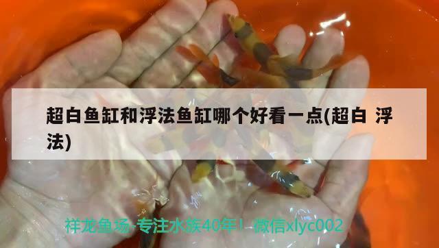 超白魚缸和浮法魚缸哪個(gè)好看一點(diǎn)(超白浮法) 蝴蝶鯉