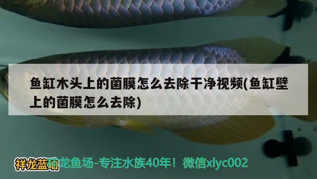 魚(yú)缸木頭上的菌膜怎么去除干凈視頻(魚(yú)缸壁上的菌膜怎么去除)