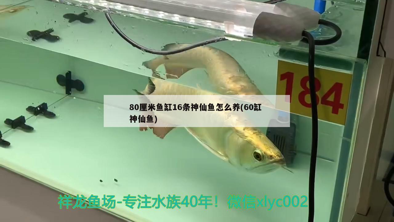 80厘米魚缸16條神仙魚怎么養(yǎng)(60缸神仙魚)