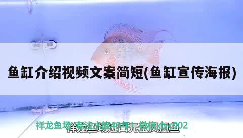 魚(yú)缸介紹視頻文案簡(jiǎn)短(魚(yú)缸宣傳海報(bào)) 紅頭利魚(yú)