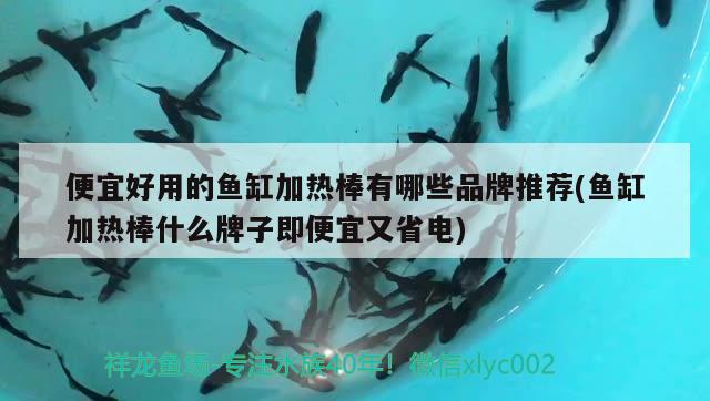 便宜好用的魚缸加熱棒有哪些品牌推薦(魚缸加熱棒什么牌子即便宜又省電)