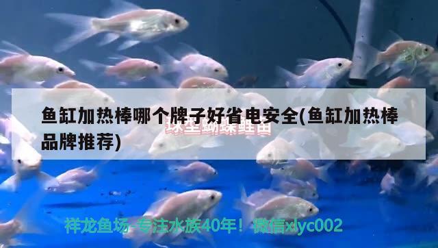 魚缸加熱棒哪個(gè)牌子好省電安全(魚缸加熱棒品牌推薦)