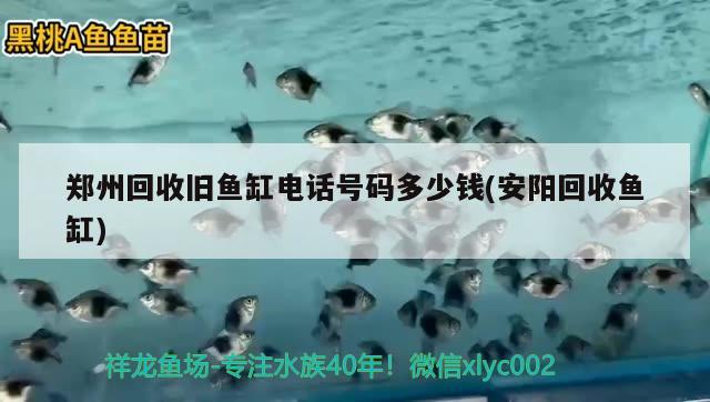 鄭州回收舊魚缸電話號碼多少錢(安陽回收魚缸)