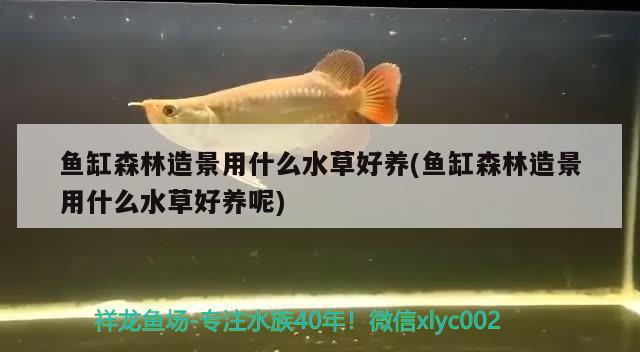 魚缸森林造景用什么水草好養(yǎng)(魚缸森林造景用什么水草好養(yǎng)呢) 水草