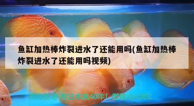 魚缸加熱棒炸裂進(jìn)水了還能用嗎(魚缸加熱棒炸裂進(jìn)水了還能用嗎視頻)