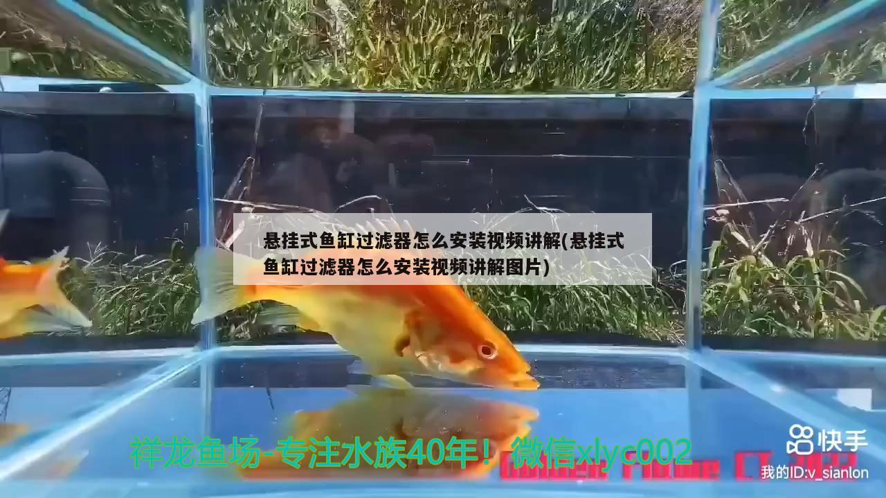 懸掛式魚(yú)缸過(guò)濾器怎么安裝視頻講解(懸掛式魚(yú)缸過(guò)濾器怎么安裝視頻講解圖片) 稀有金龍魚(yú)