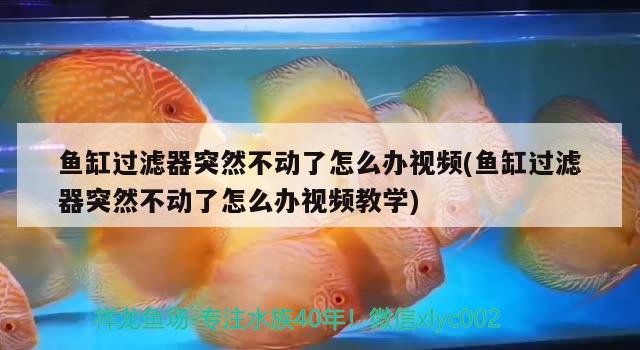 魚(yú)缸過(guò)濾器突然不動(dòng)了怎么辦視頻(魚(yú)缸過(guò)濾器突然不動(dòng)了怎么辦視頻教學(xué))