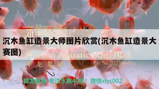 沉木魚缸造景大師圖片欣賞(沉木魚缸造景大賽圖) 廣州水族器材濾材批發(fā)市場