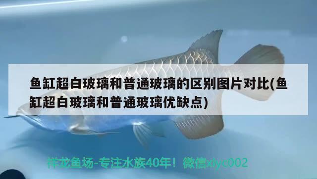 魚缸超白玻璃和普通玻璃的區(qū)別圖片對比(魚缸超白玻璃和普通玻璃優(yōu)缺點)