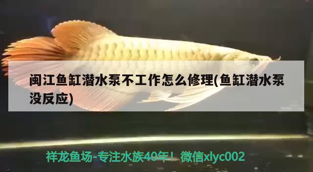 閩江魚缸潛水泵不工作怎么修理(魚缸潛水泵沒反應(yīng))