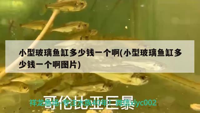 小型玻璃魚缸多少錢一個啊(小型玻璃魚缸多少錢一個啊圖片)