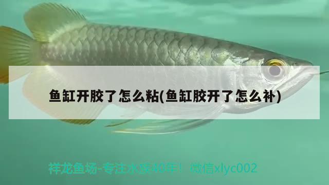 魚(yú)缸開(kāi)膠了怎么粘(魚(yú)缸膠開(kāi)了怎么補(bǔ))