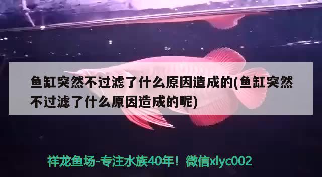 魚缸突然不過濾了什么原因造成的(魚缸突然不過濾了什么原因造成的呢) 白子銀版魚苗