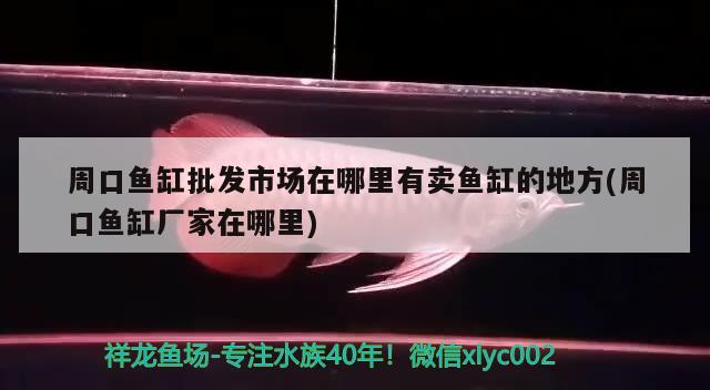 周口魚缸批發(fā)市場(chǎng)在哪里有賣魚缸的地方(周口魚缸廠家在哪里) 戰(zhàn)車紅龍魚