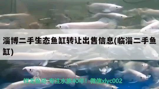 淄博二手生態(tài)魚缸轉(zhuǎn)讓出售信息(臨淄二手魚缸) 細線銀板魚苗