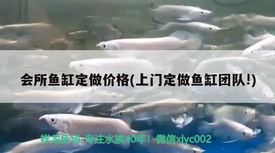 會(huì)所魚缸定做價(jià)格(上門定做魚缸團(tuán)隊(duì)!) 狗仔（招財(cái)貓)魚苗