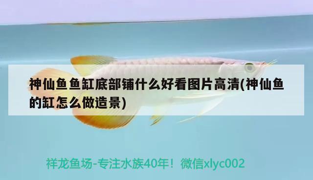 神仙魚魚缸底部鋪什么好看圖片高清(神仙魚的缸怎么做造景) 生態(tài)瓶/創(chuàng)意缸/桌面微景缸