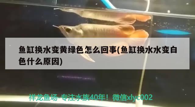 魚缸換水變黃綠色怎么回事(魚缸換水水變白色什么原因) 赤焰中國虎魚