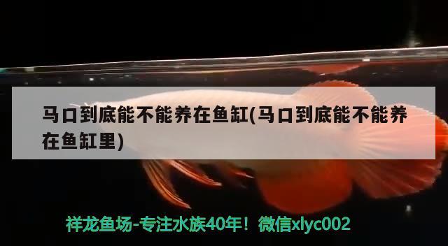 馬口到底能不能養(yǎng)在魚(yú)缸(馬口到底能不能養(yǎng)在魚(yú)缸里)