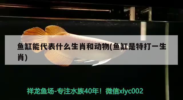 魚缸能代表什么生肖和動物(魚缸是特打一生肖) 一眉道人魚苗