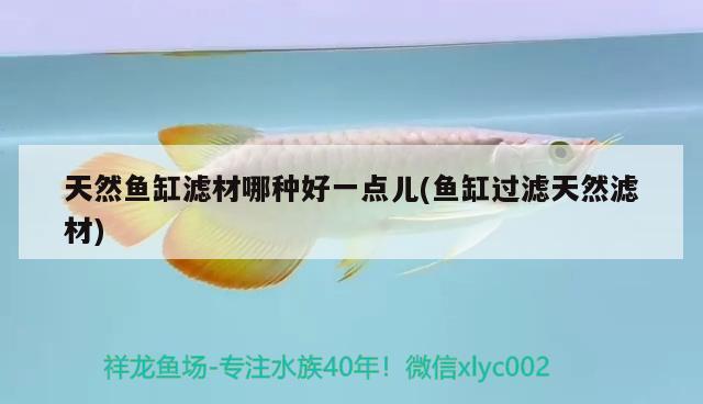 天然魚缸濾材哪種好一點兒(魚缸過濾天然濾材) 白玉紅龍魚